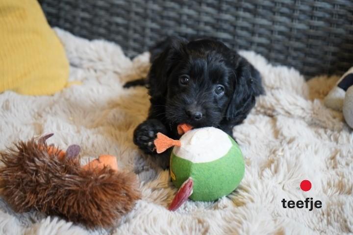 Mooie medium spaniel x labradoodle pups., Dieren en Toebehoren, Nederland, Parvo, Overige rassen, 8 tot 15 weken