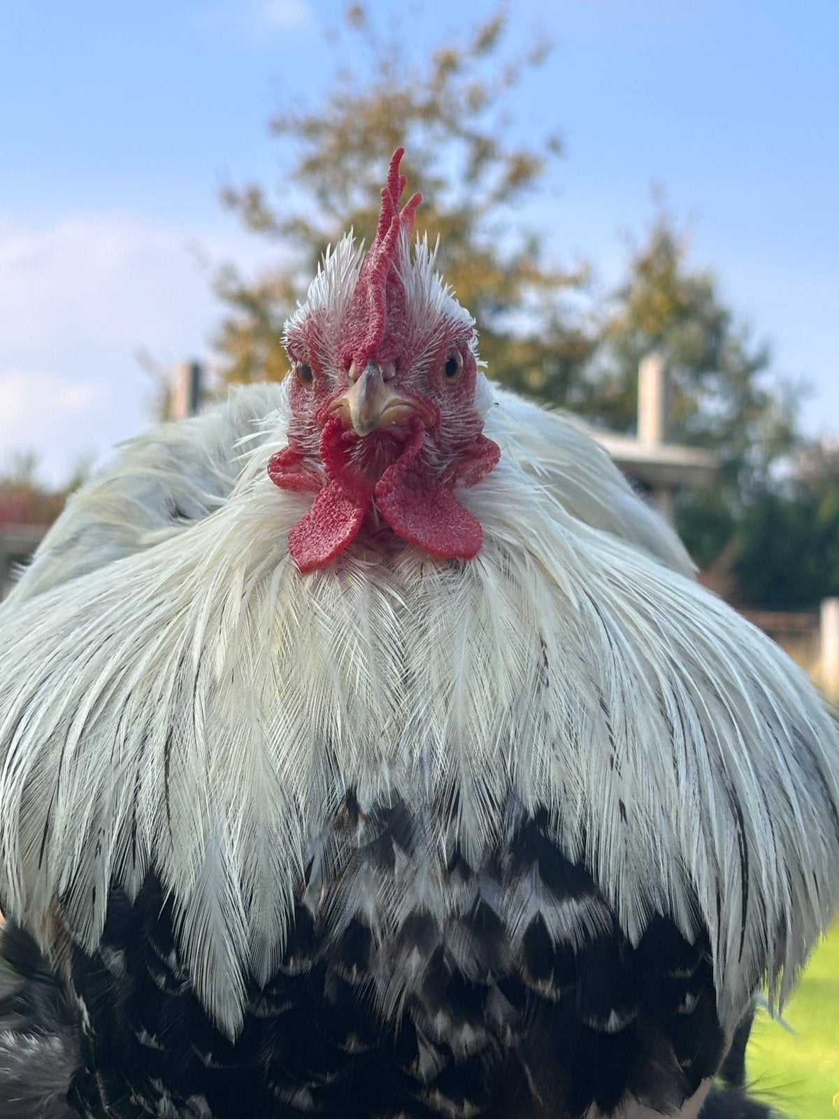 Bonte verzameling kippen, Dieren en Toebehoren, Meerdere dieren, Kip