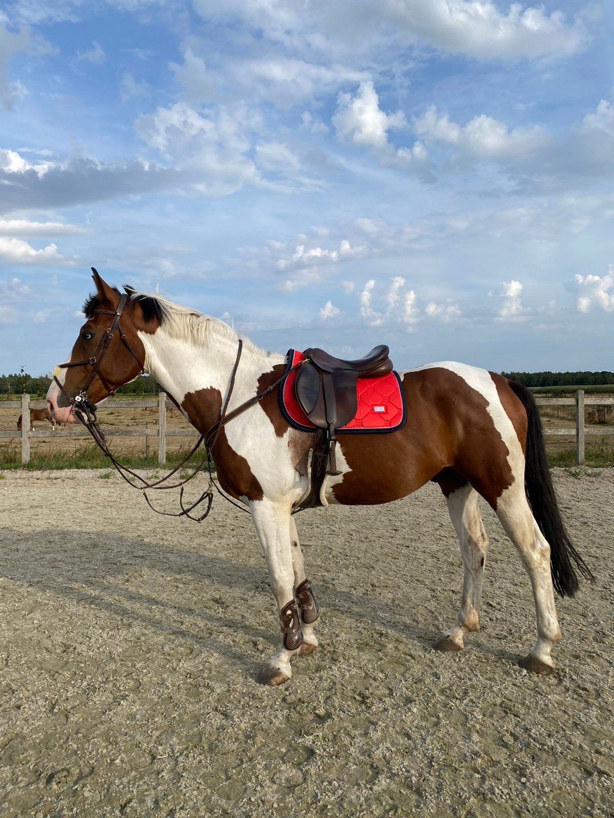 Equestrian Stockholm Grenadine full + zadel, Ophalen of Verzenden
