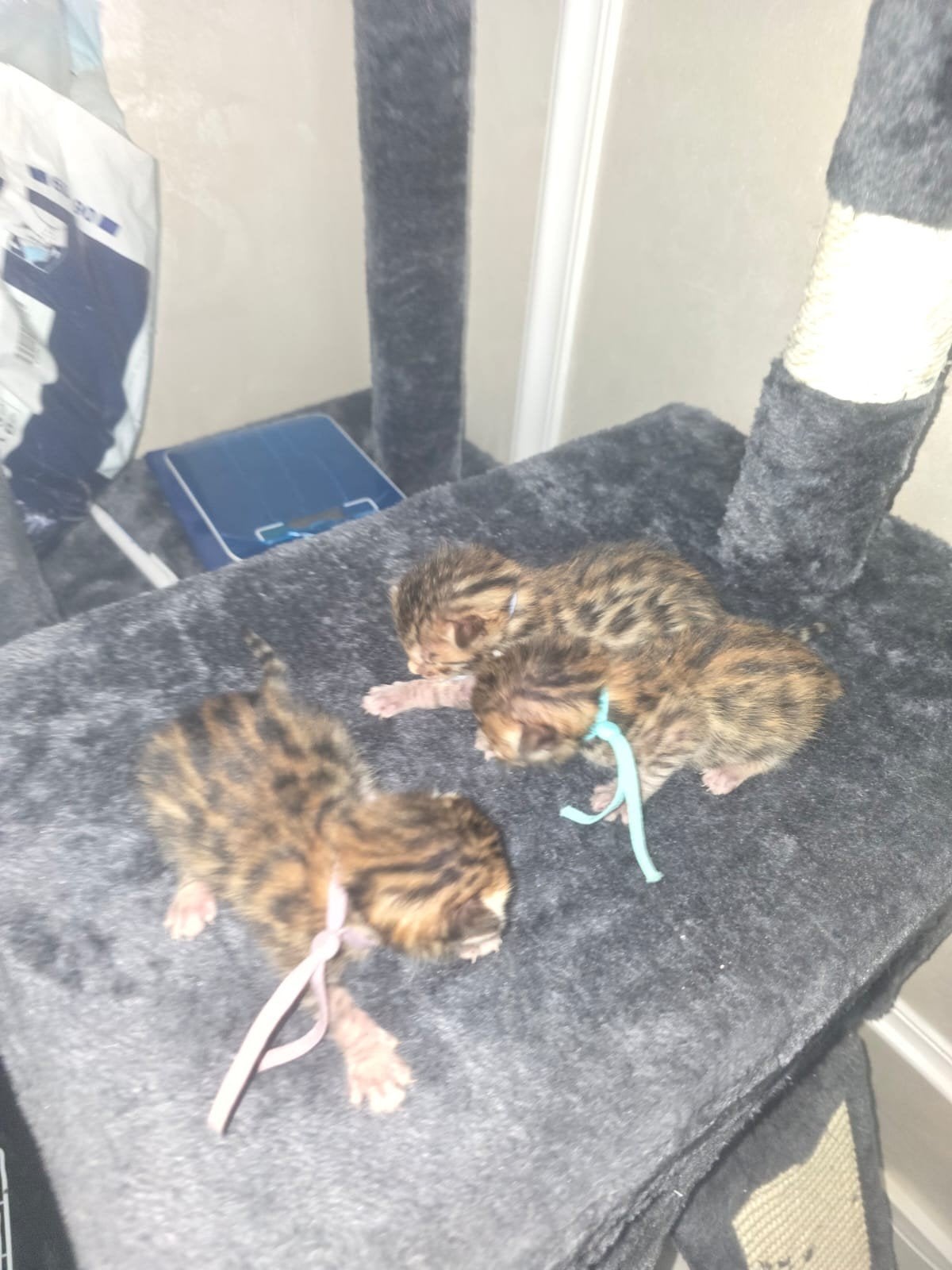 Drie prachtige Bengaalse katertjes te koop  nog 1 aanwezig, Kater, Ontwormd, 0 tot 2 jaar