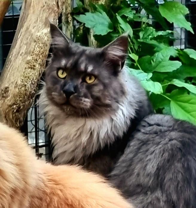 XXL Maine Coon Rus DEKKATER BlackSmoke GetestVriendelijkReus, Dieren en Toebehoren, 3 tot 5 jaar