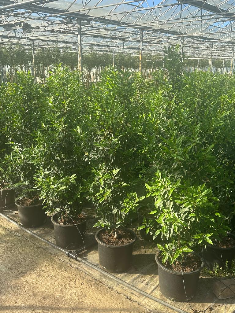 Portugese laurier pot gekweekt 140-160 cm, Tuin en Terras, Planten | Struiken en Hagen, Ophalen, Laurier, Haag, 100 tot 250 cm