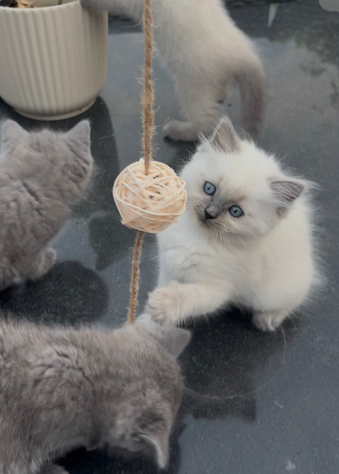 5 Britse korthaar x bluepoint ragdoll kittens, Meerdere dieren, Ontwormd
