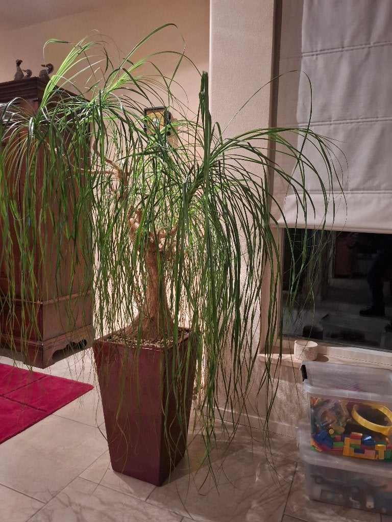 Grote Olifantspoot-Plant (Beaucarnea recurvata) in pot, Ophalen, Overige soorten, Halfschaduw, In pot