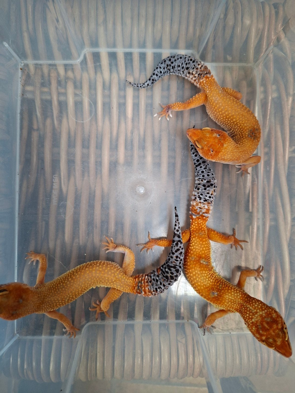 luipaard gekko's Leopard Gecko photo 2