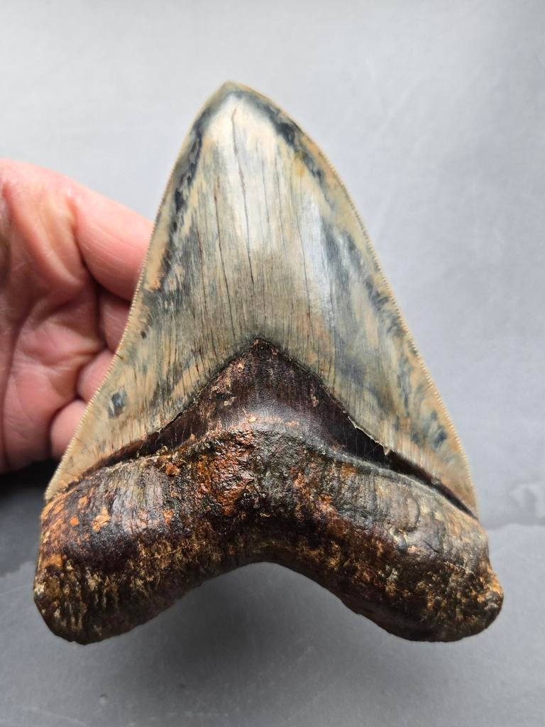 *super* Megalodon tand 14,6cm, Ophalen of Verzenden, Fossiel