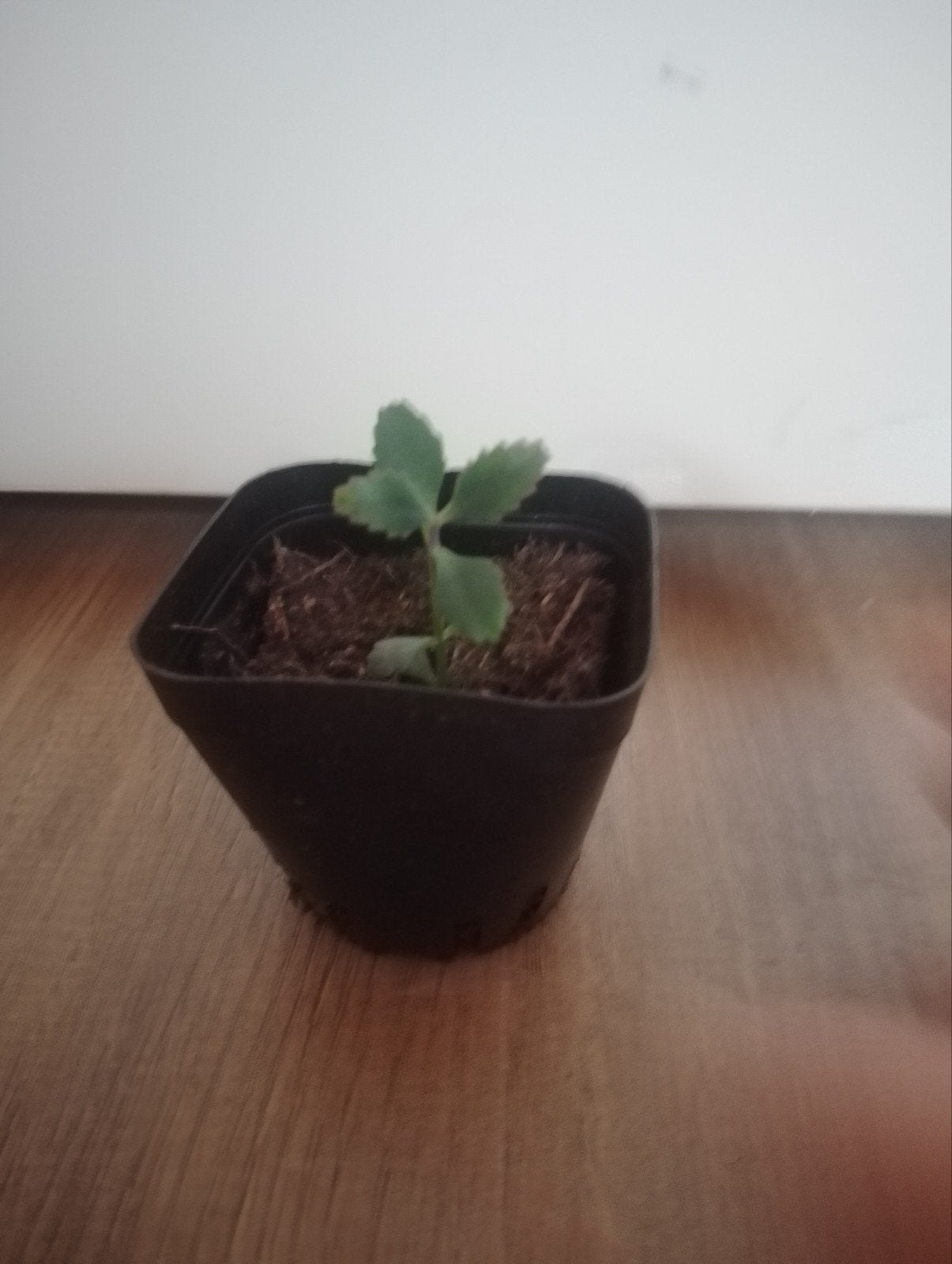 Jonge Kalanchoë plant - mother of thousand gewortelde stek, Overige soorten, Vaste plant, Ophalen of Verzenden, Bloeit niet