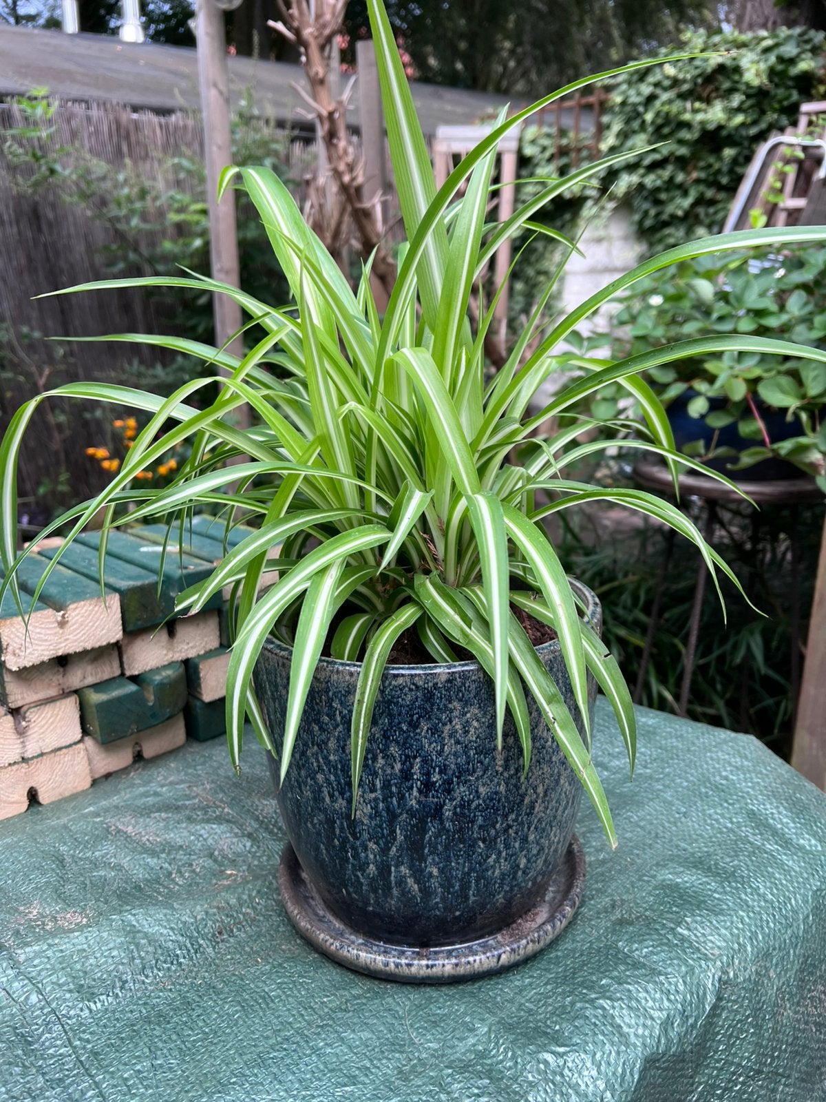 Chlorophytum - Graslelie incl. Pot, Ophalen, Overige soorten, Volle zon