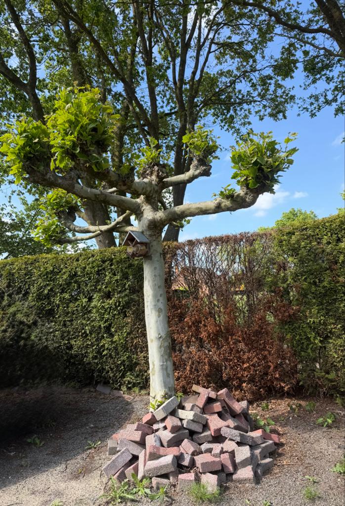 Grote Plataan boom -, Tuin en Terras, Planten | Bomen, Overige soorten, 400 cm of meer, Volle zon, Lente, Ophalen
