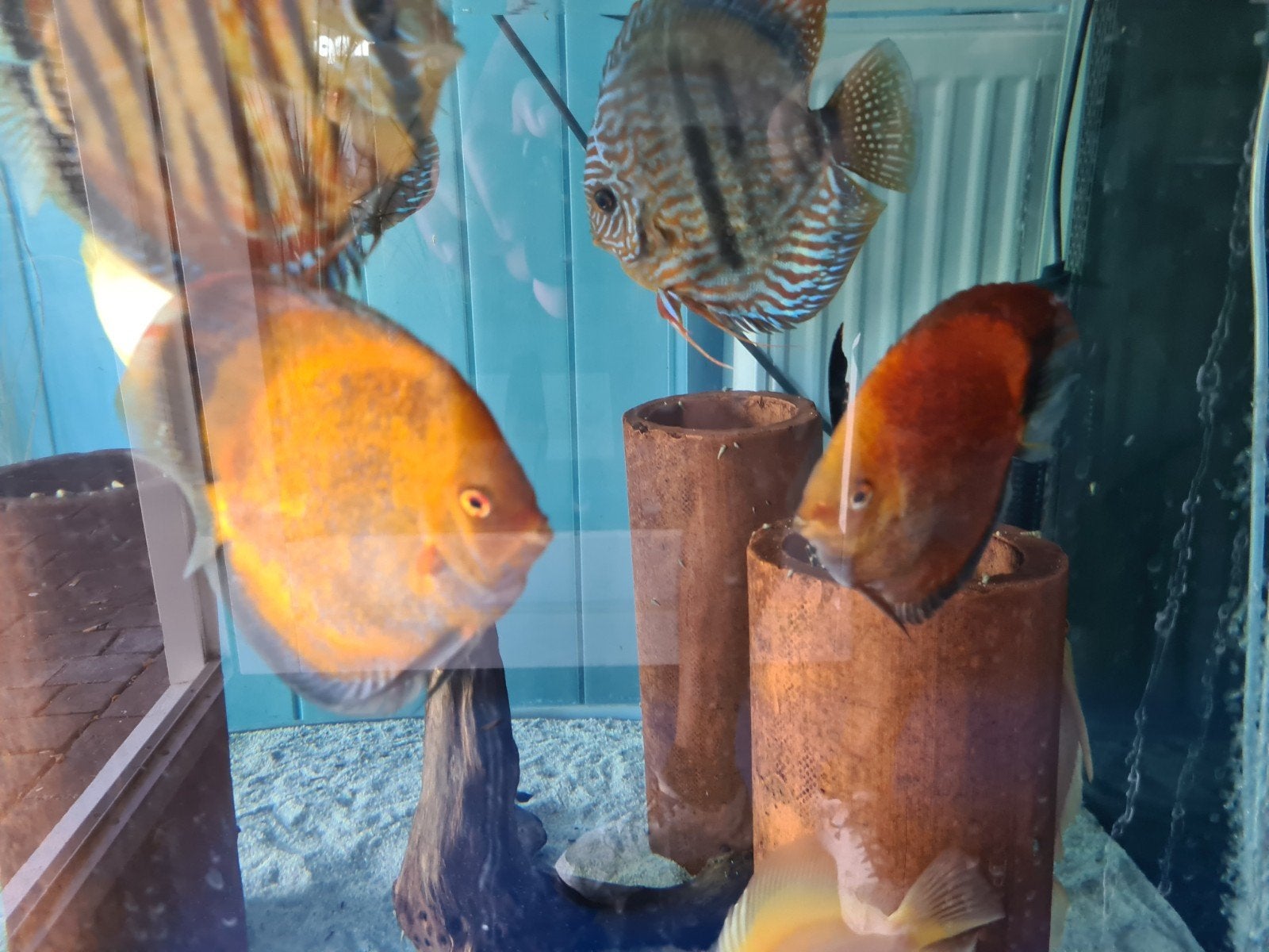 Calico Discus, Dieren en Toebehoren, Vissen | Aquariumvissen, Vis, Zoetwatervis