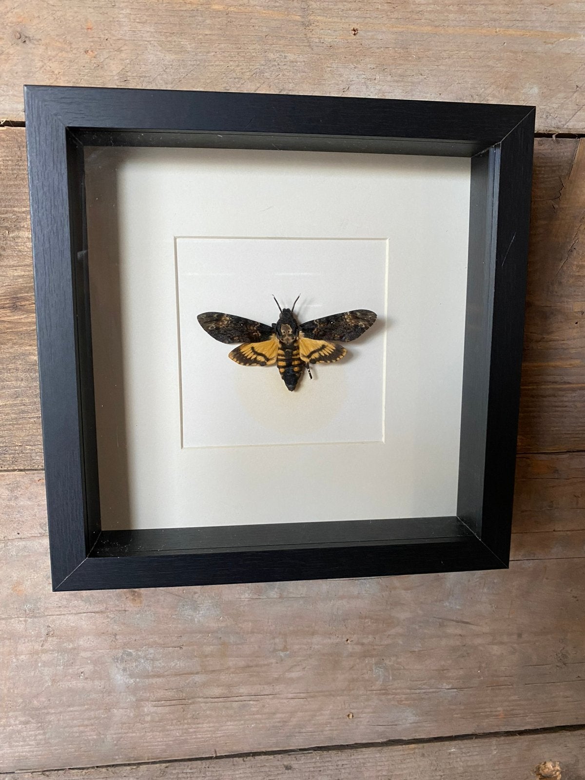 Mooie luxe lijst met een doodshoofdmot, Ophalen of Verzenden, Nieuw, Insect, Opgezet dier