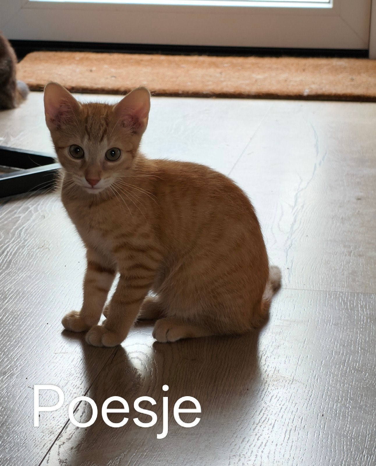 Kittens, Dieren en Toebehoren, Katten en Kittens | Overige Katten, Meerdere dieren, Kortharig, 0 tot 2 jaar