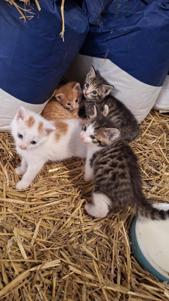 Kittens, Ophalen
