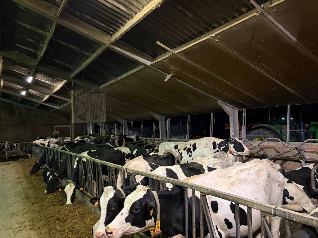 Melkvee te koop, Dieren en Toebehoren, Runderen, Meerdere dieren