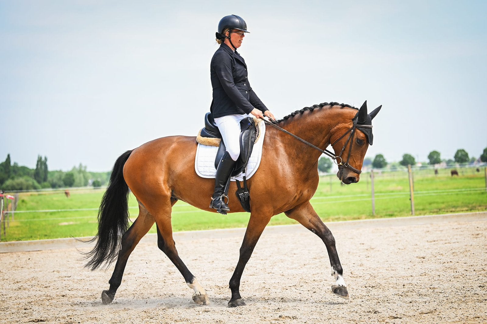 5 jarige ruin L2, Met stamboom, Ruin, Dressuurpaard, 3 tot 6 jaar