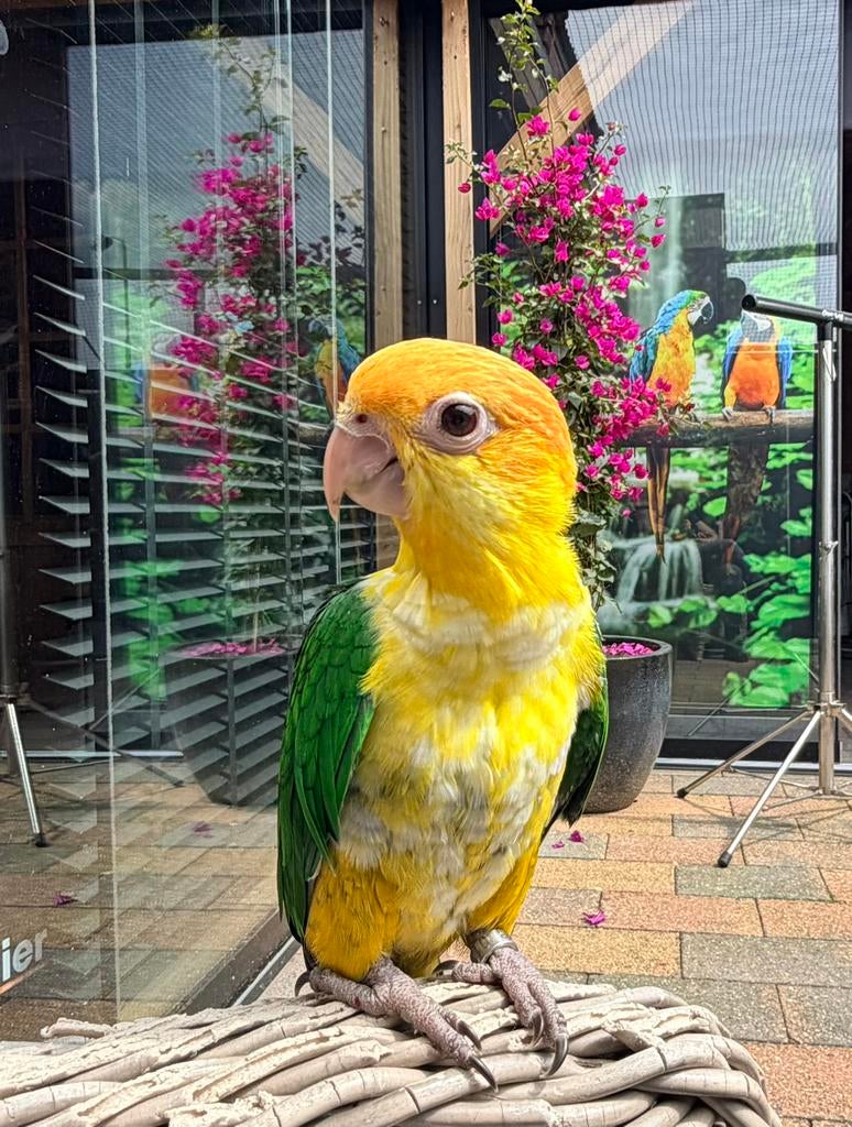 Roestkop caique 12 weken oud, Dieren en Toebehoren, Vogels | Parkieten en Papegaaien, Geslacht onbekend, Papegaai