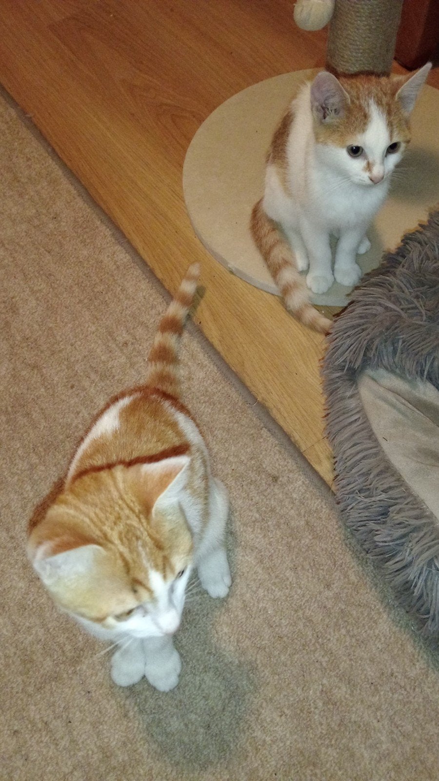 2 lieve aanhankelijke poezen -zusjes 🥰🥰 10 weken, Poes, Kortharig, 0 tot 2 jaar