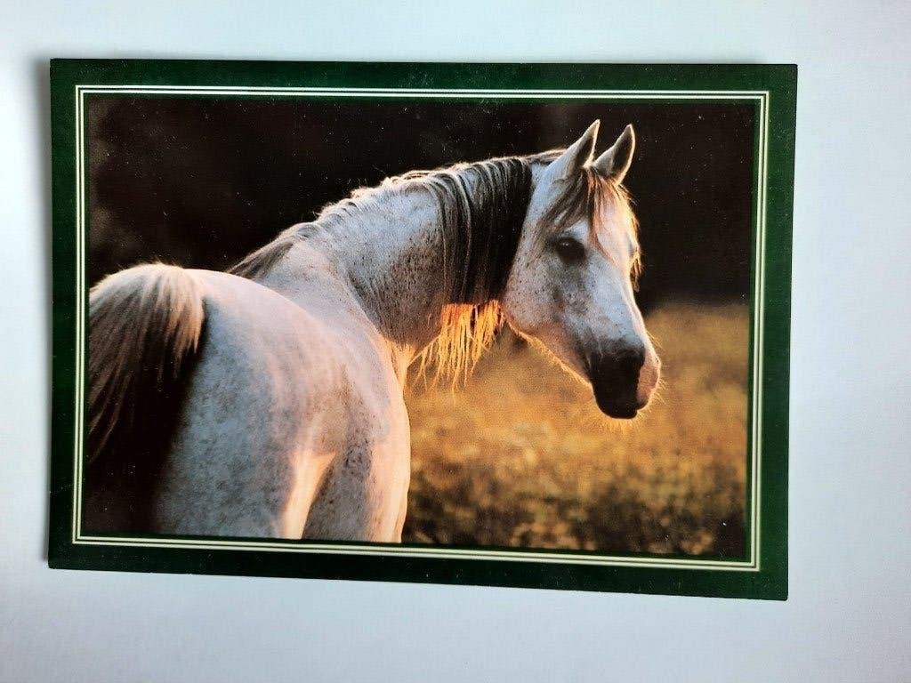 ansichtkaarten paard veulen Arabier, Ophalen, 1980 tot heden, Ongelopen, Paard