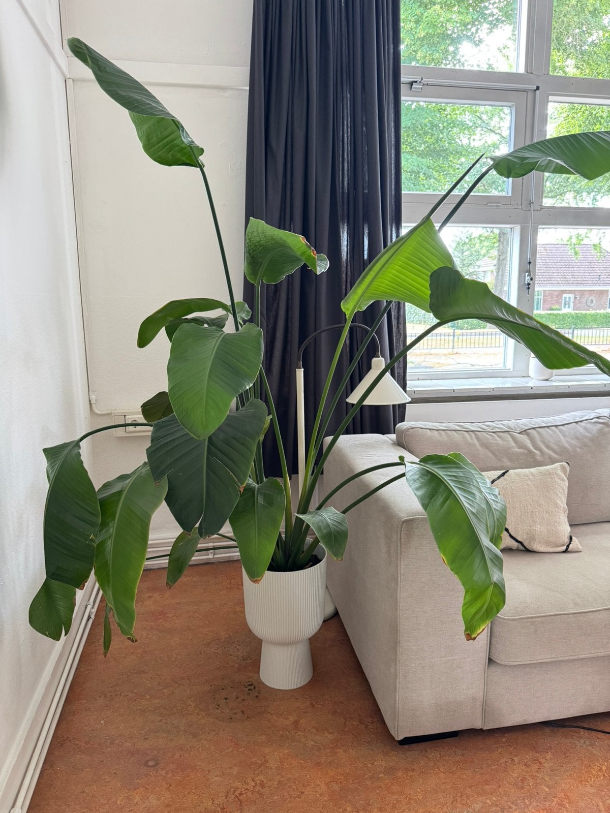 Strelitzia nicolai (paradijsvogelplant), Ophalen, Overige soorten, Halfschaduw, In pot