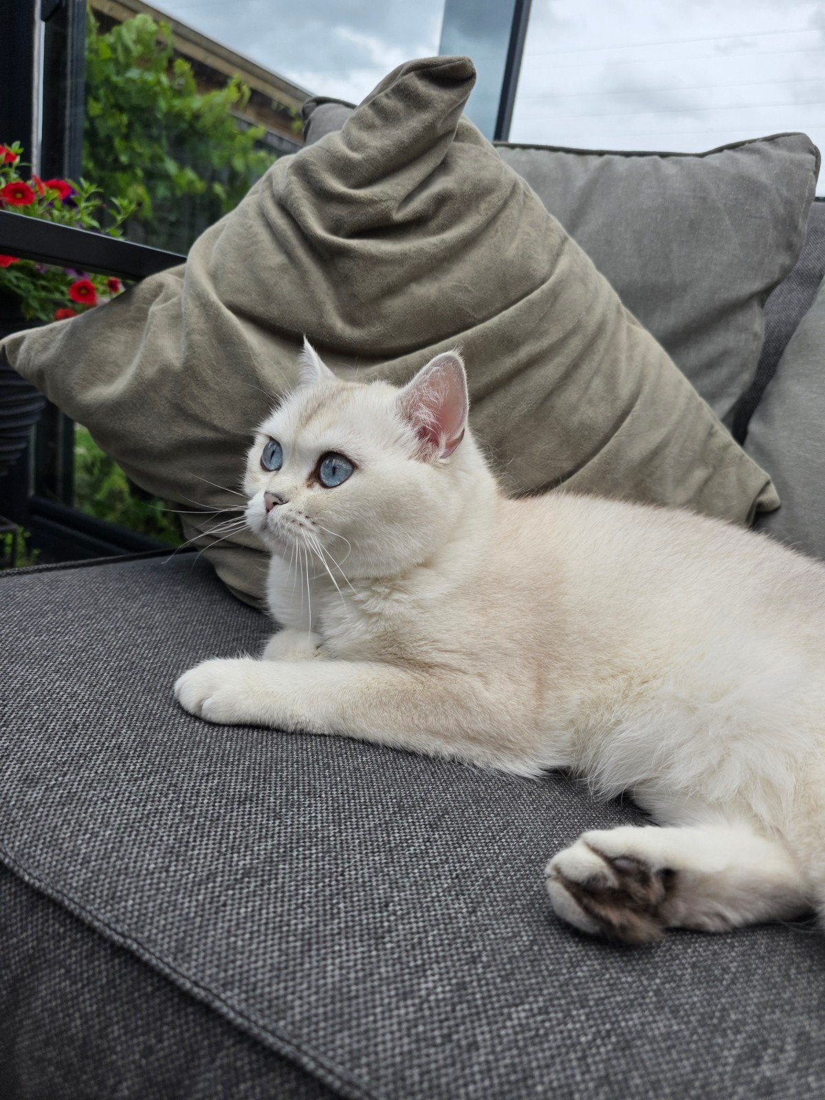 Britse Korthaar, Dieren en Toebehoren, Katten en Kittens | Raskatten | Korthaar, Poes, Gechipt