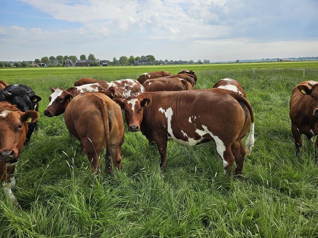 VERKOCHT, Meerdere dieren, 0 tot 2 jaar