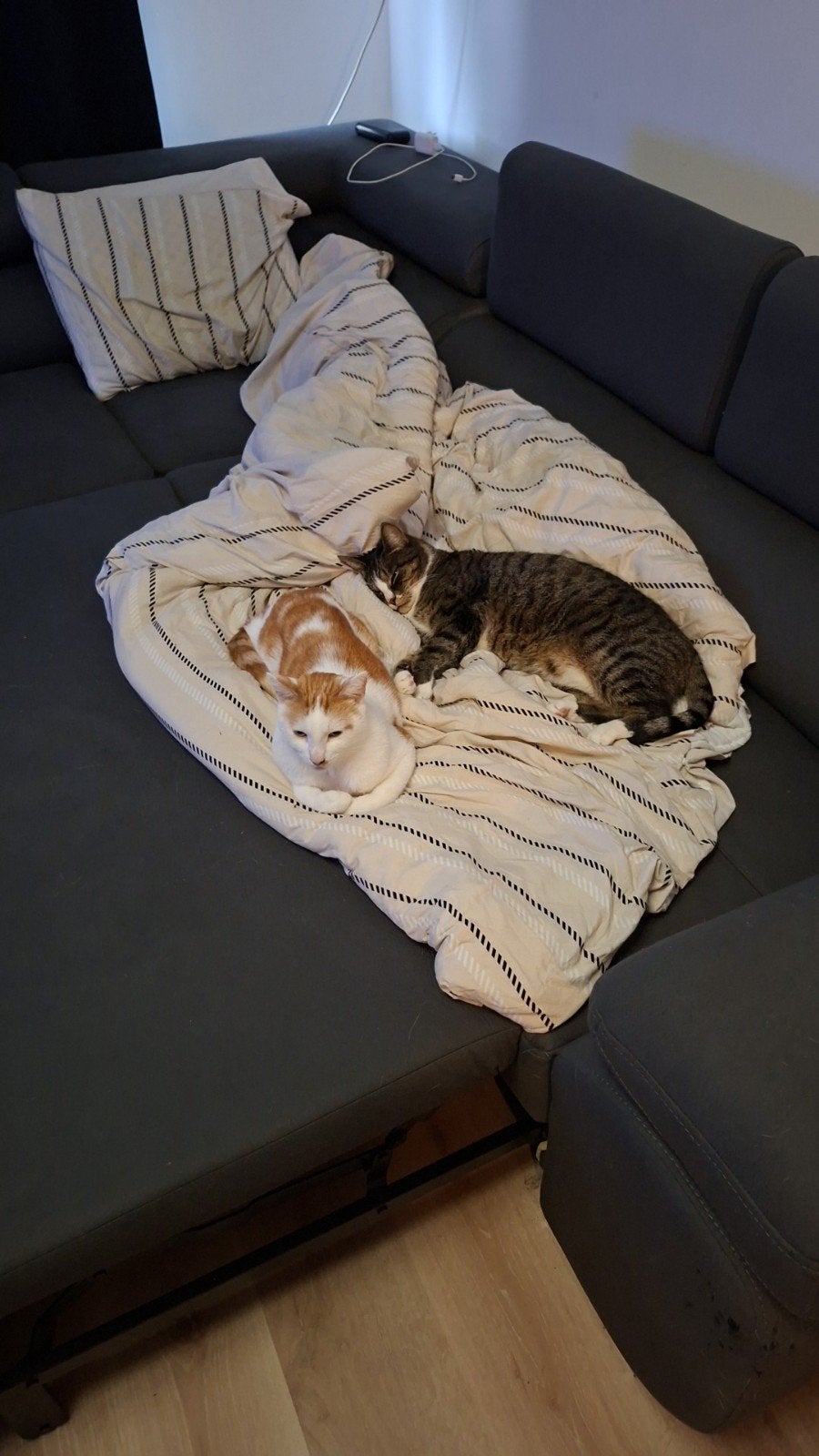 katers, Dieren en Toebehoren, Kater, Kortharig, 6 jaar of ouder