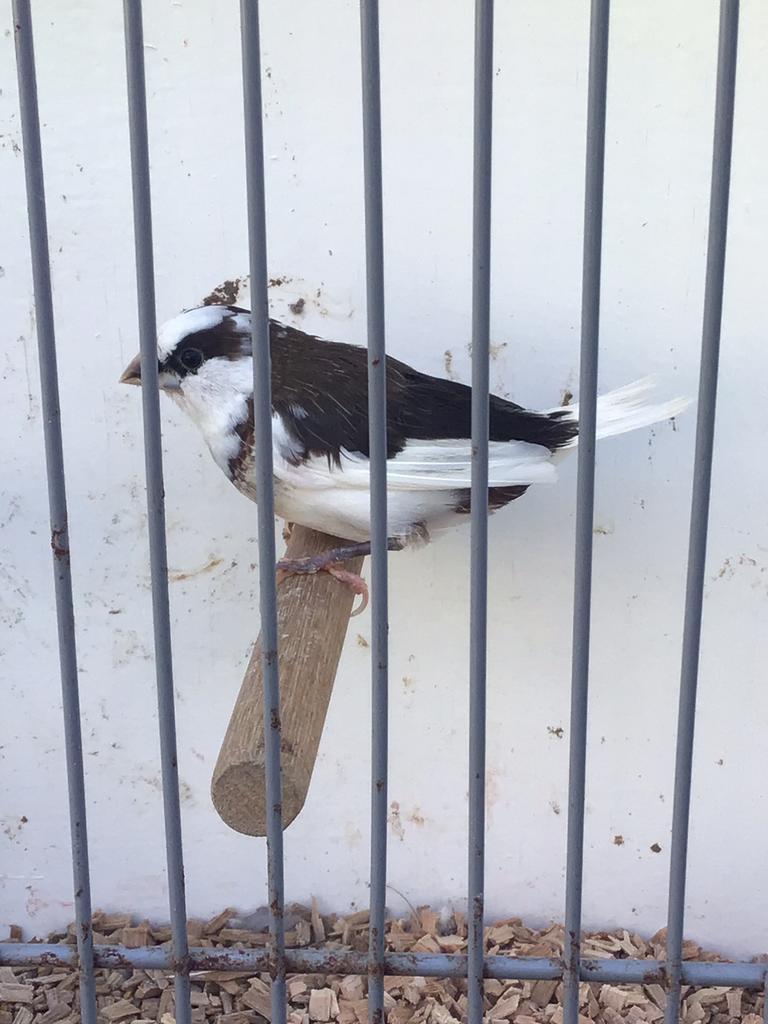 Japanse meeuw, Meerdere dieren