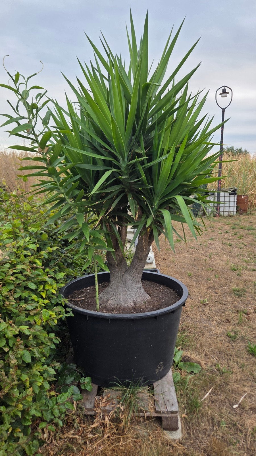 yucca zeer groot potplant.  Yucca.  Potplant, Huis en Inrichting, Kamerplanten, Ophalen, 200 cm of meer