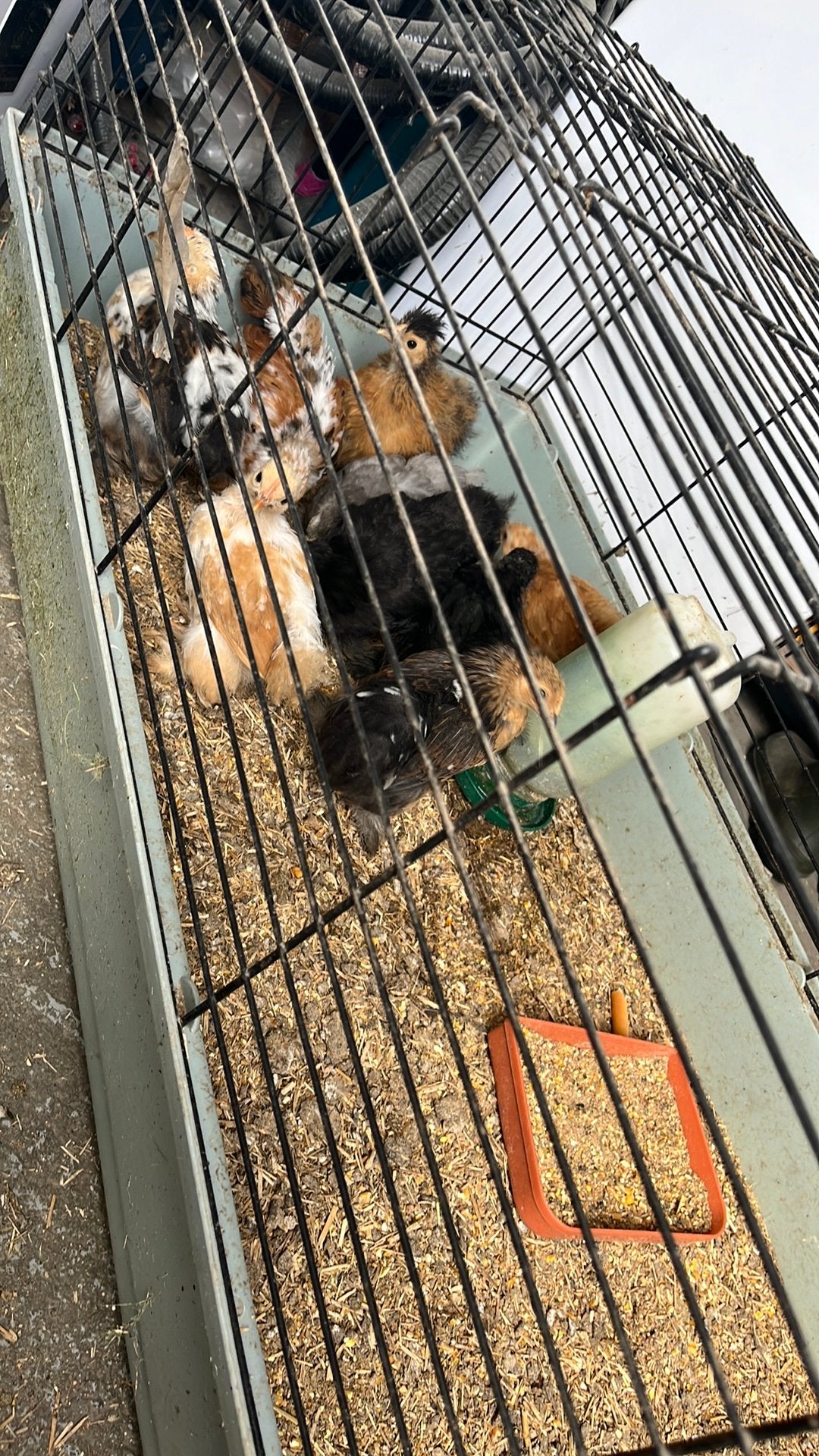 Diverse kuikentjes te koop, Dieren en Toebehoren, Pluimvee, Meerdere dieren, Kip