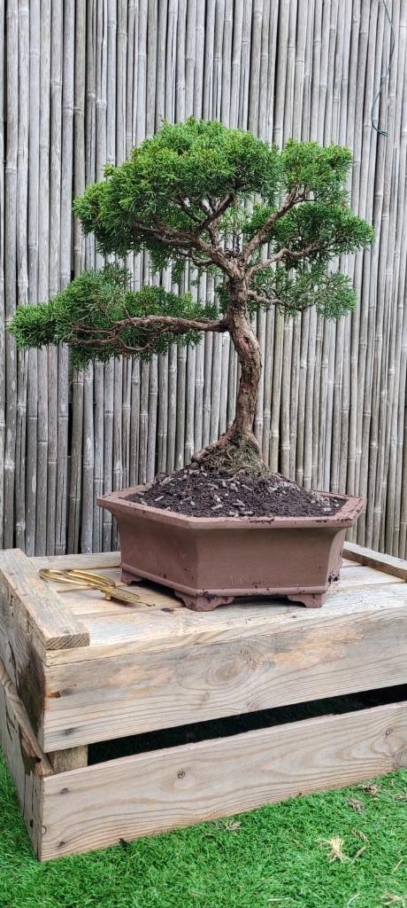 Bonsai, Tuin en Terras, Planten | Bomen, Bloeit niet, Halfschaduw, Overige soorten, Minder dan 100 cm