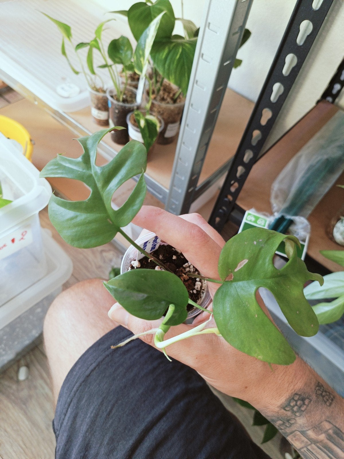 Monstera minima (Rhaphidophora Tetrasperma) stekje, Ophalen of Verzenden