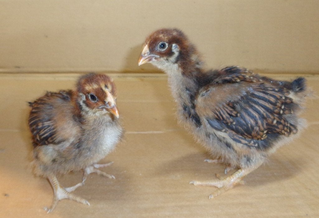 hennen kuikens barnevelder dubbelgezoomd groot, Dieren en Toebehoren, Pluimvee, Vrouwelijk, Kip