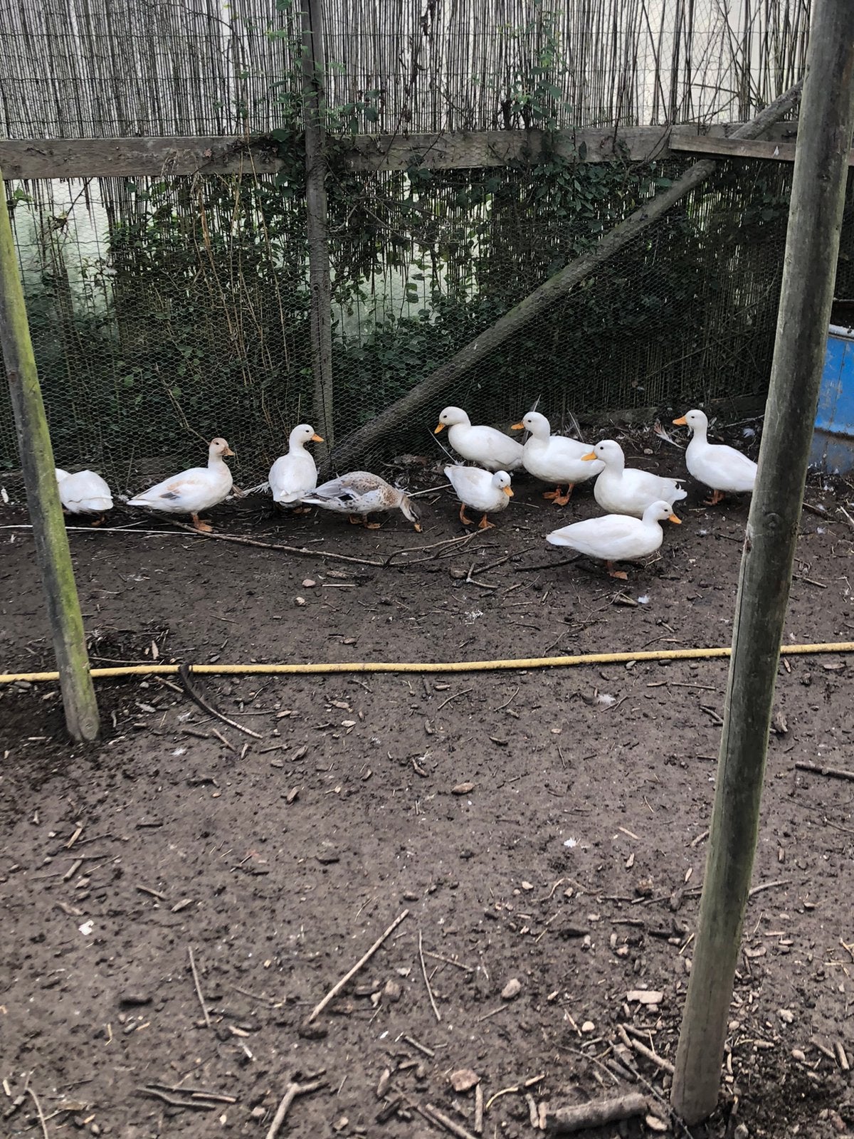 Mooie kwakers, Dieren en Toebehoren, Meerdere dieren, Eend
