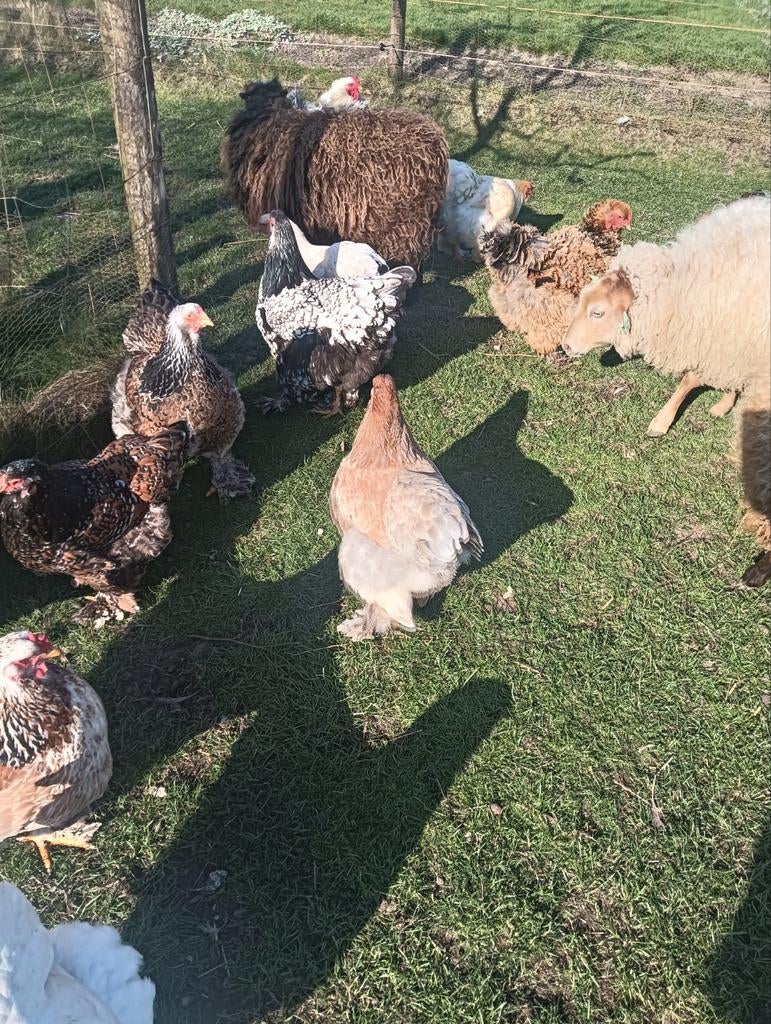 Broedeieren Brahma, Geslacht onbekend, Kip