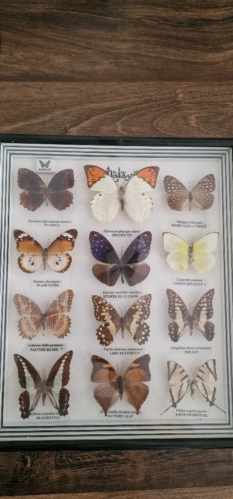 Opgezette vlinders, Verzamelen, Ophalen of Verzenden, Zo goed als nieuw, Insect, Opgezet dier