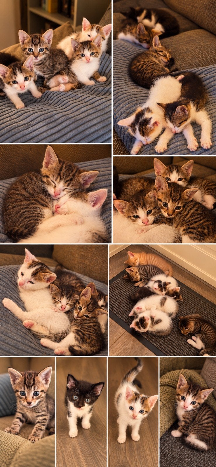 Jonge Kittens, Dieren en Toebehoren, Meerdere dieren