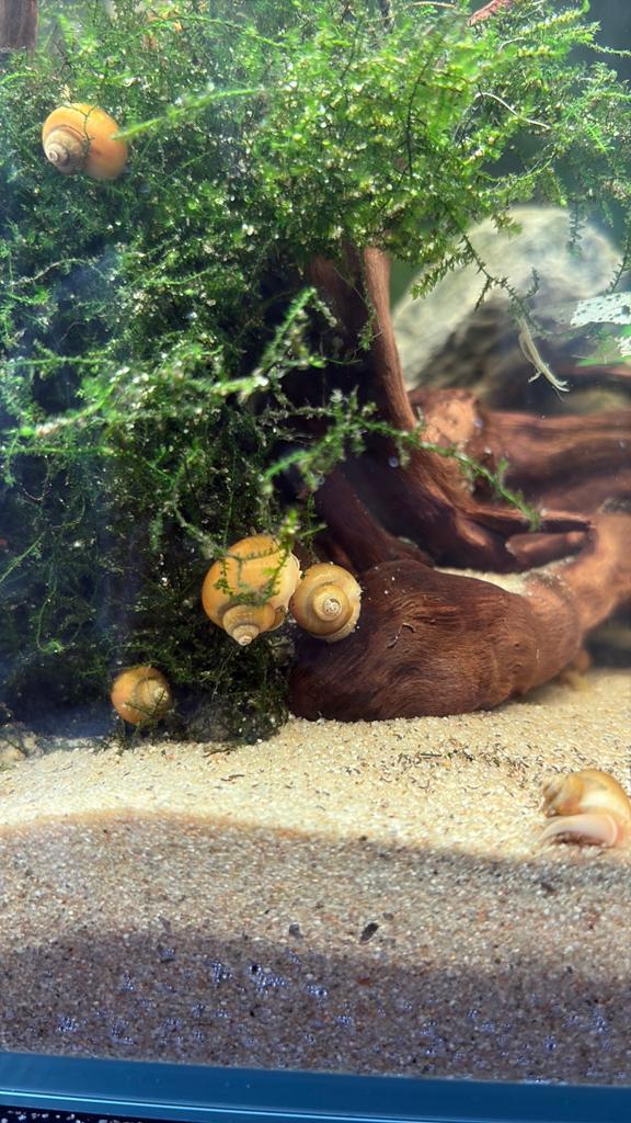 Appelslakken, Dieren en Toebehoren, Ophalen of Verzenden, Nieuw, Overige typen