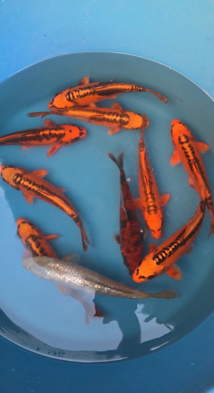10 maal Japanse Koi, Tosai - 1 jaar oud, Karper of Koi