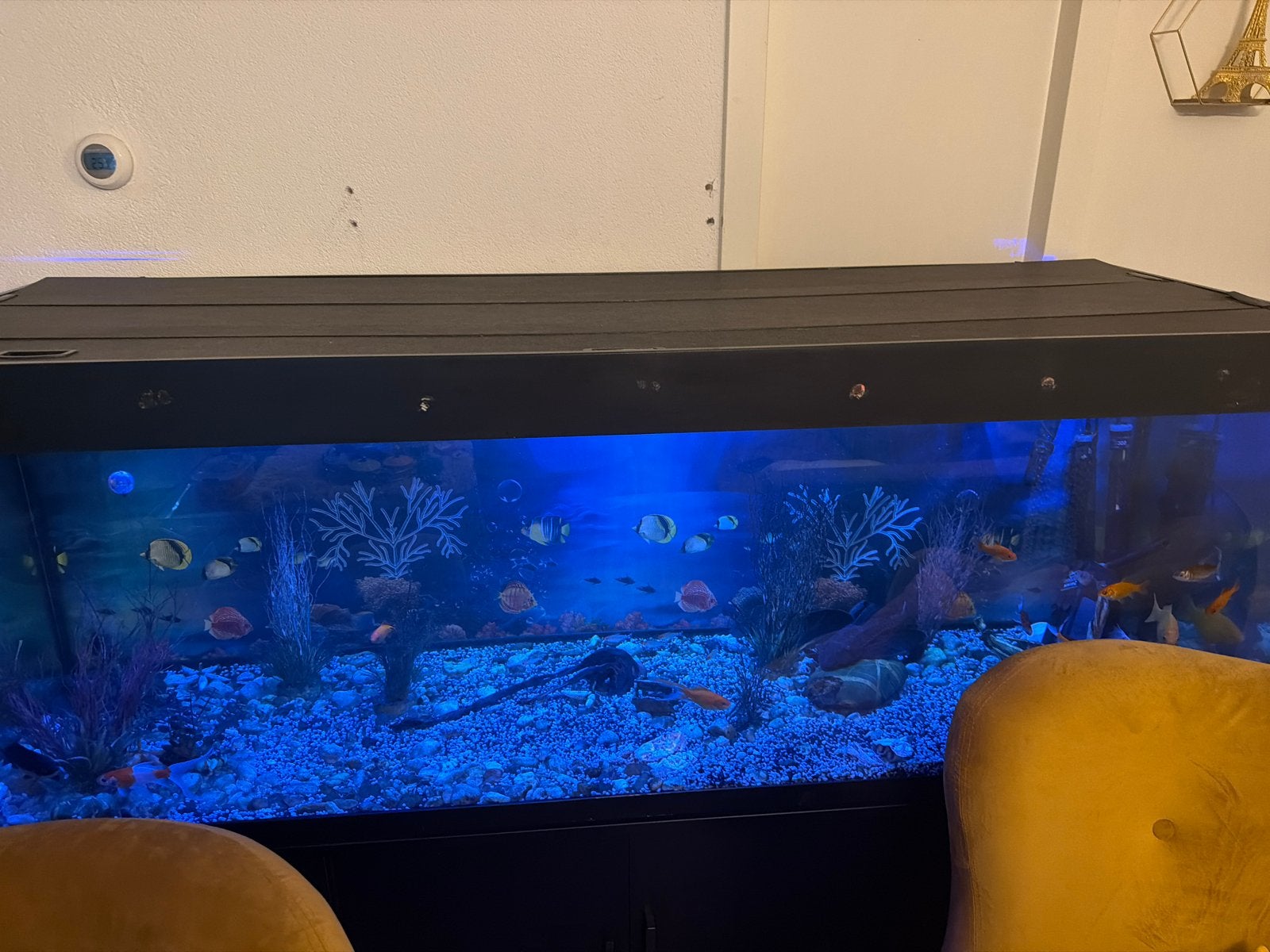 Aquarium, Dieren en Toebehoren, Vissen | Aquaria en Toebehoren, Ophalen of Verzenden