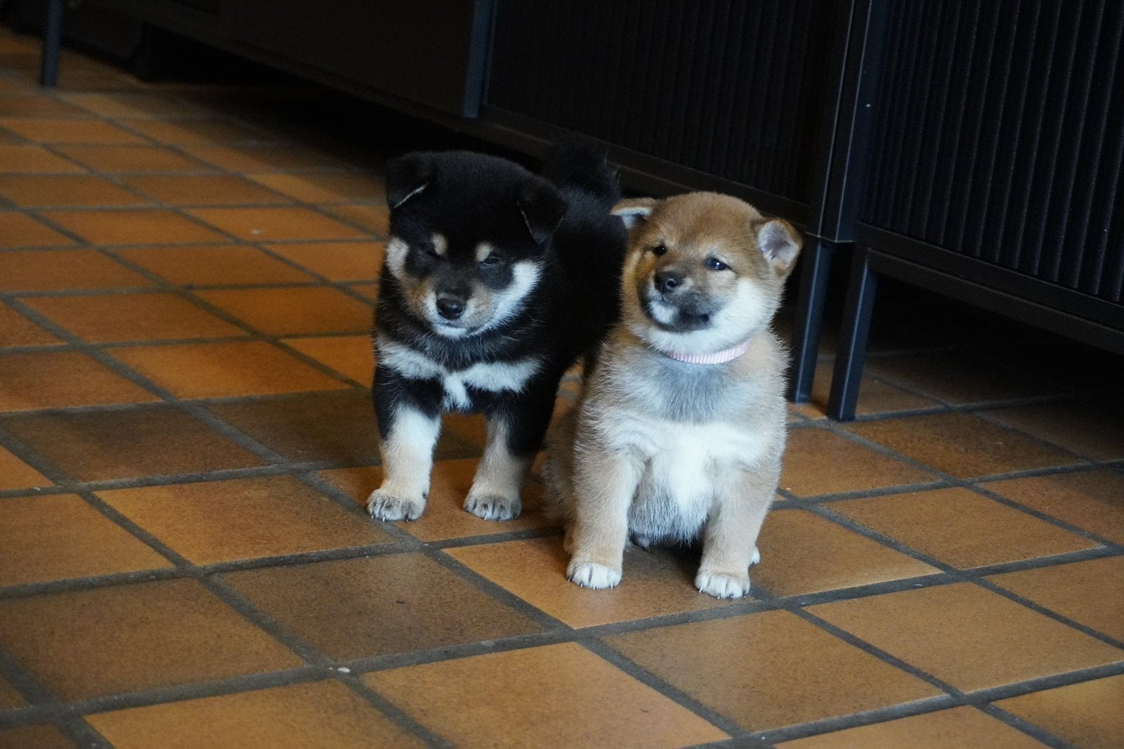 Shiba inu pups - stamboom - ouders gezondheidstesten, CDV (hondenziekte), België, Fokker | Hobbymatig, Overige rassen