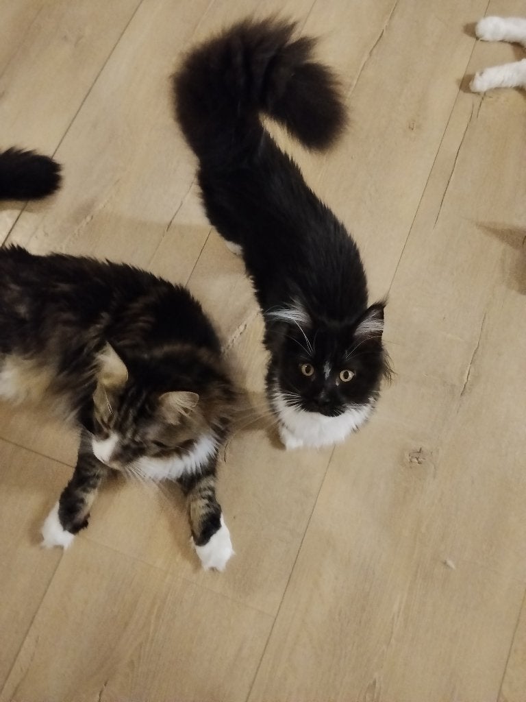 Russische Maine Coon kitten, Poes, Ontwormd, 0 tot 2 jaar