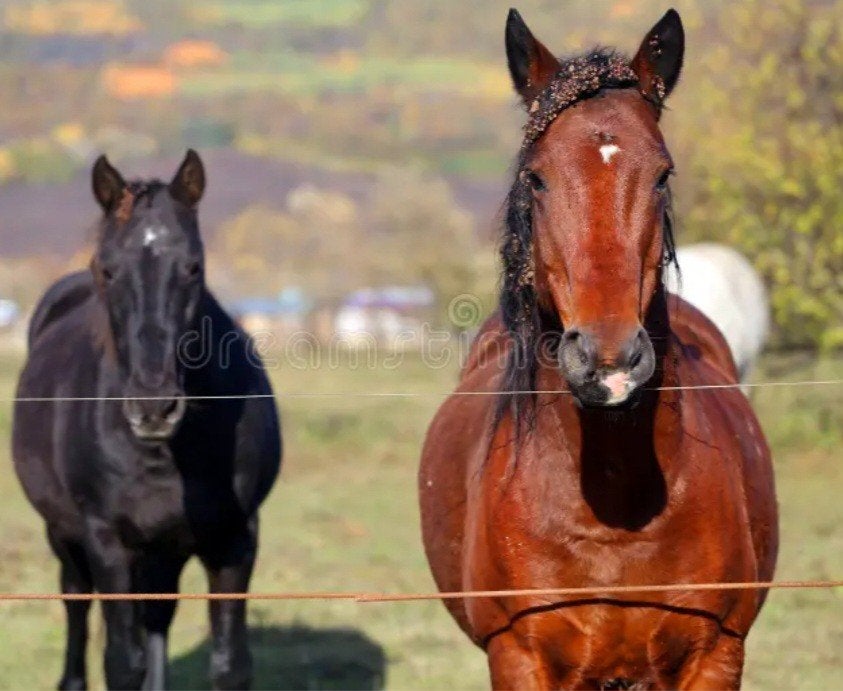 Stalling gezocht D pony (merrie), Dieren en Toebehoren, Stalling, 1 paard of pony