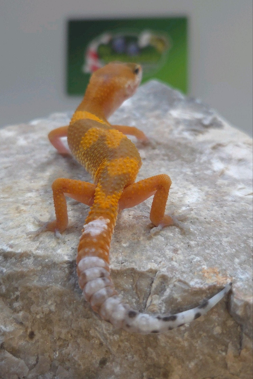 Luipaardgekko Leopard Gecko photo 3