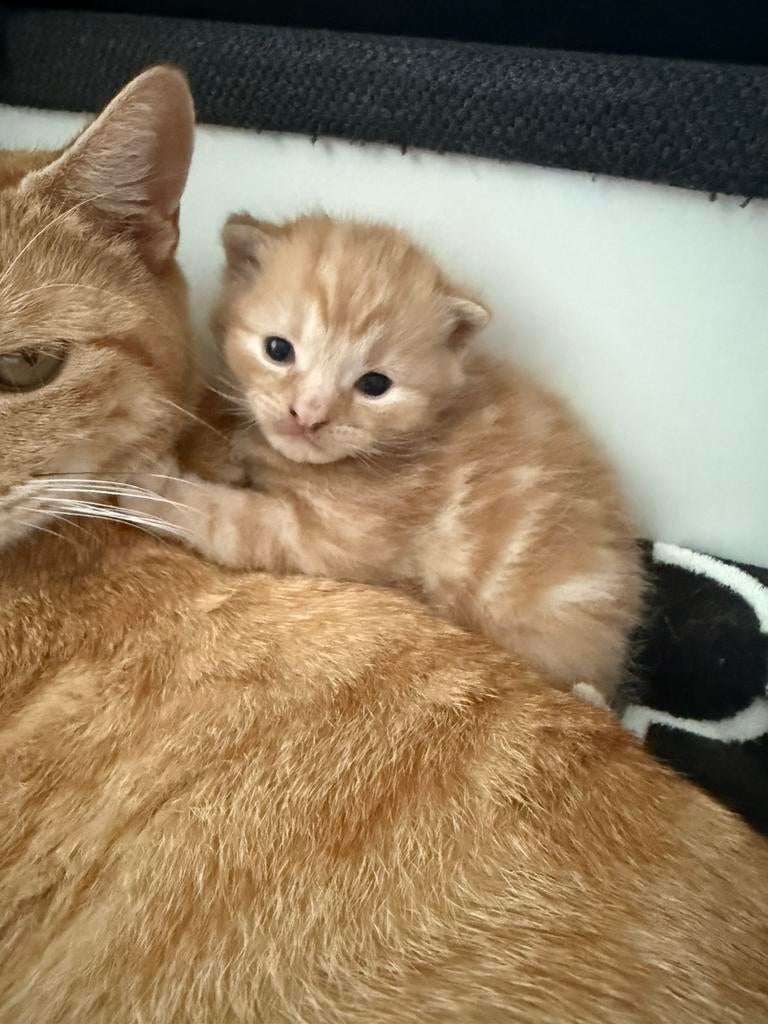 Gereserveerd kittens, Dieren en Toebehoren, Katten en Kittens | Overige Katten, Meerdere dieren