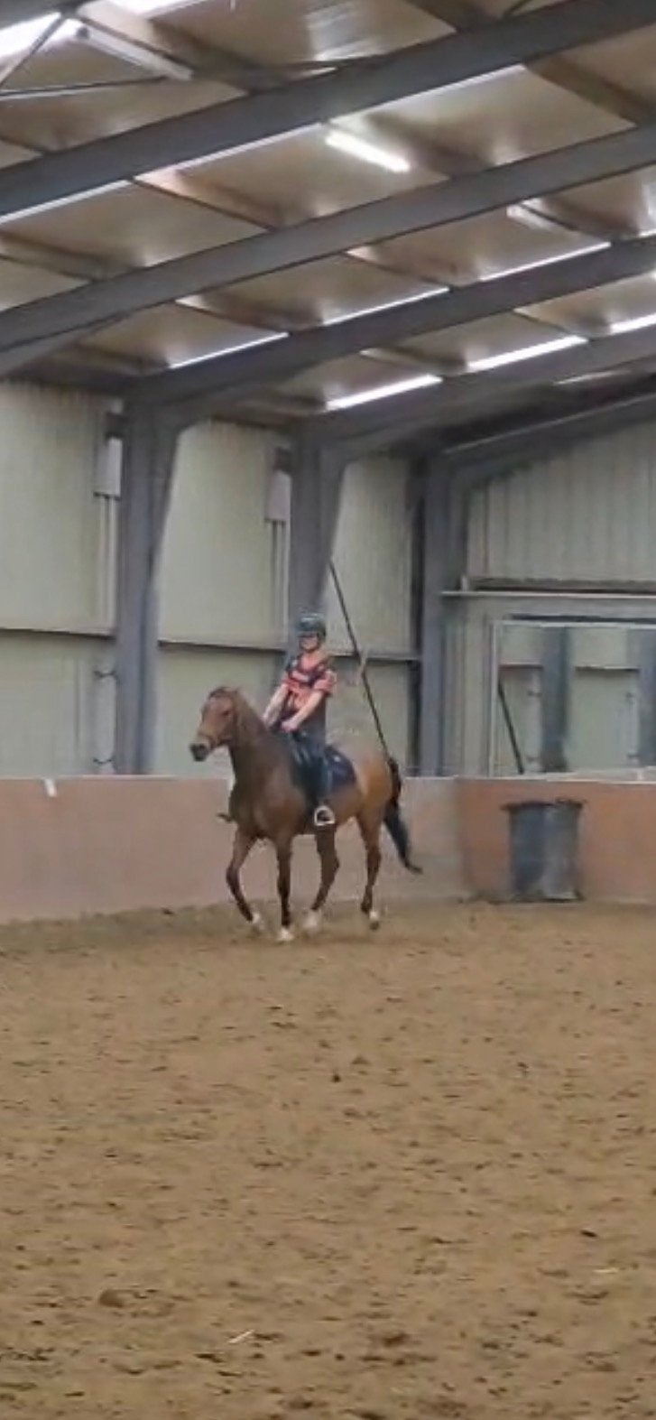 Verzorgpaard gezocht/verzorger aangeboden, Dieren en Toebehoren, Paarden en Pony's | Verzorgingsproducten, Ophalen of Verzenden