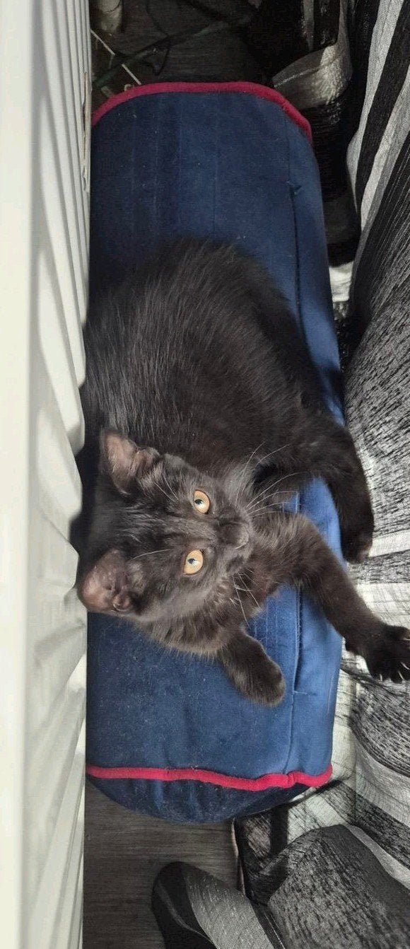 Spoed Nieuw Huisje Gezocht voor Zwarte Kitten, Poes, 0 tot 2 jaar
