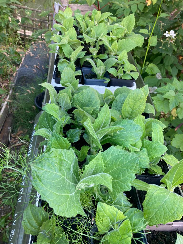 Yacon, Tuin en Terras, Planten | Tuinplanten, Volle zon, Groenteplanten, Herfst, Verzenden