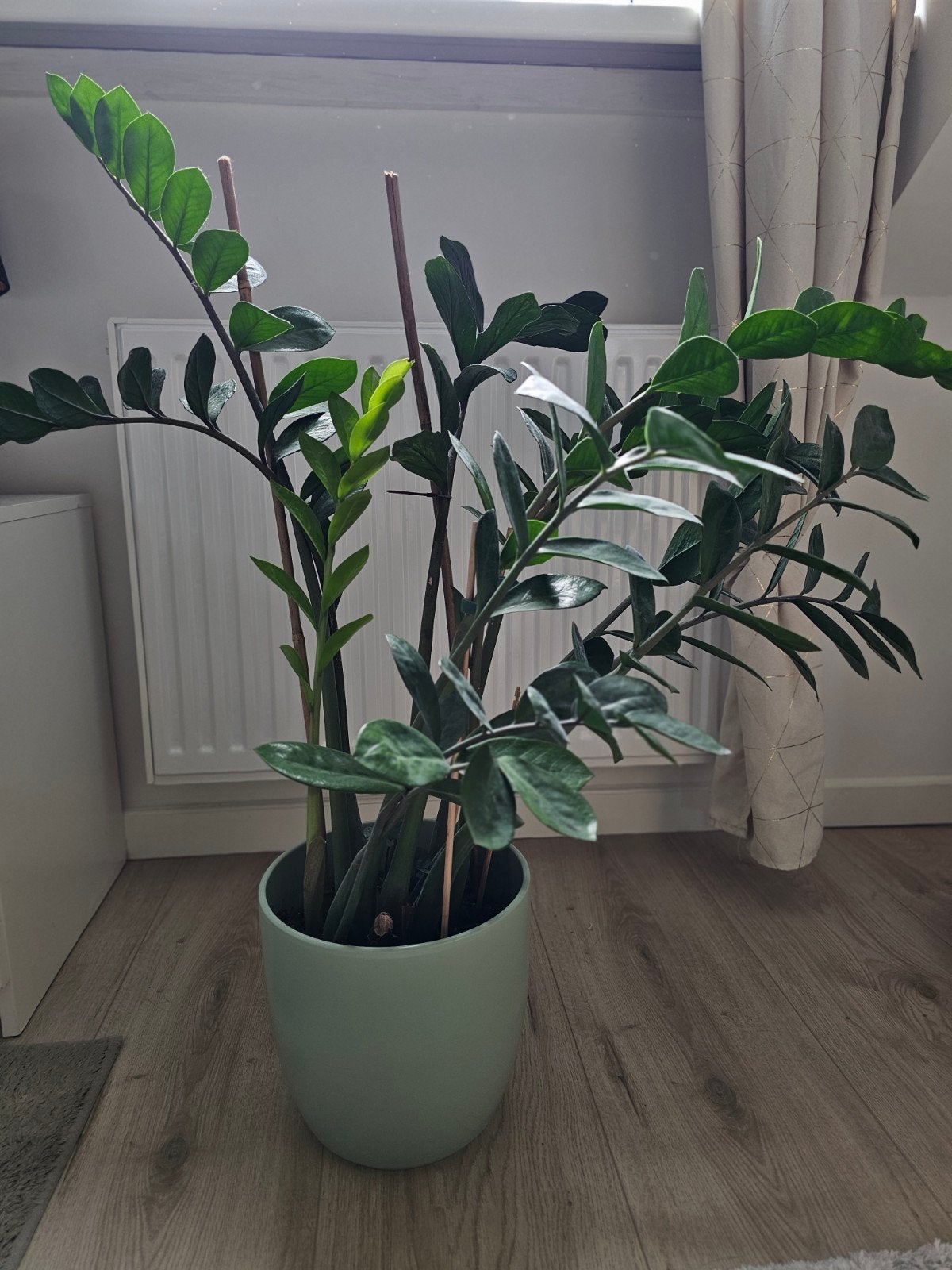 Grote Zamioculcas Zamiifolia (Emerald Palm) in pot, Huis en Inrichting, Ophalen, Overige soorten, Halfschaduw, In pot