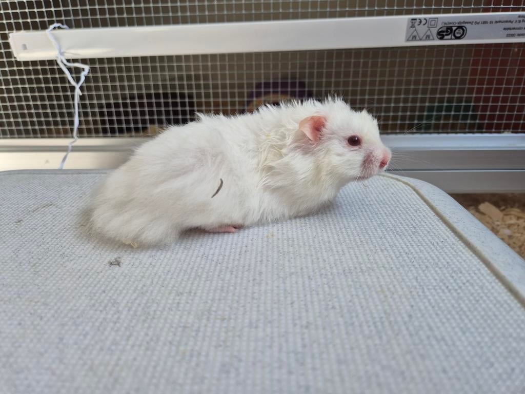 Syrische hamsters/ Goudhamster ukken handtam, Dieren en Toebehoren, Knaagdieren, Hamster, Maart, Meerdere dieren, Tam