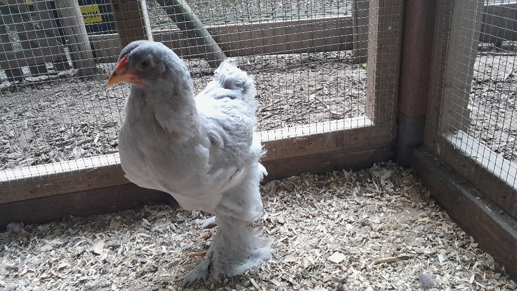 Brahma haan parelgrijs, Dieren en Toebehoren, Pluimvee, Mannelijk, Kip